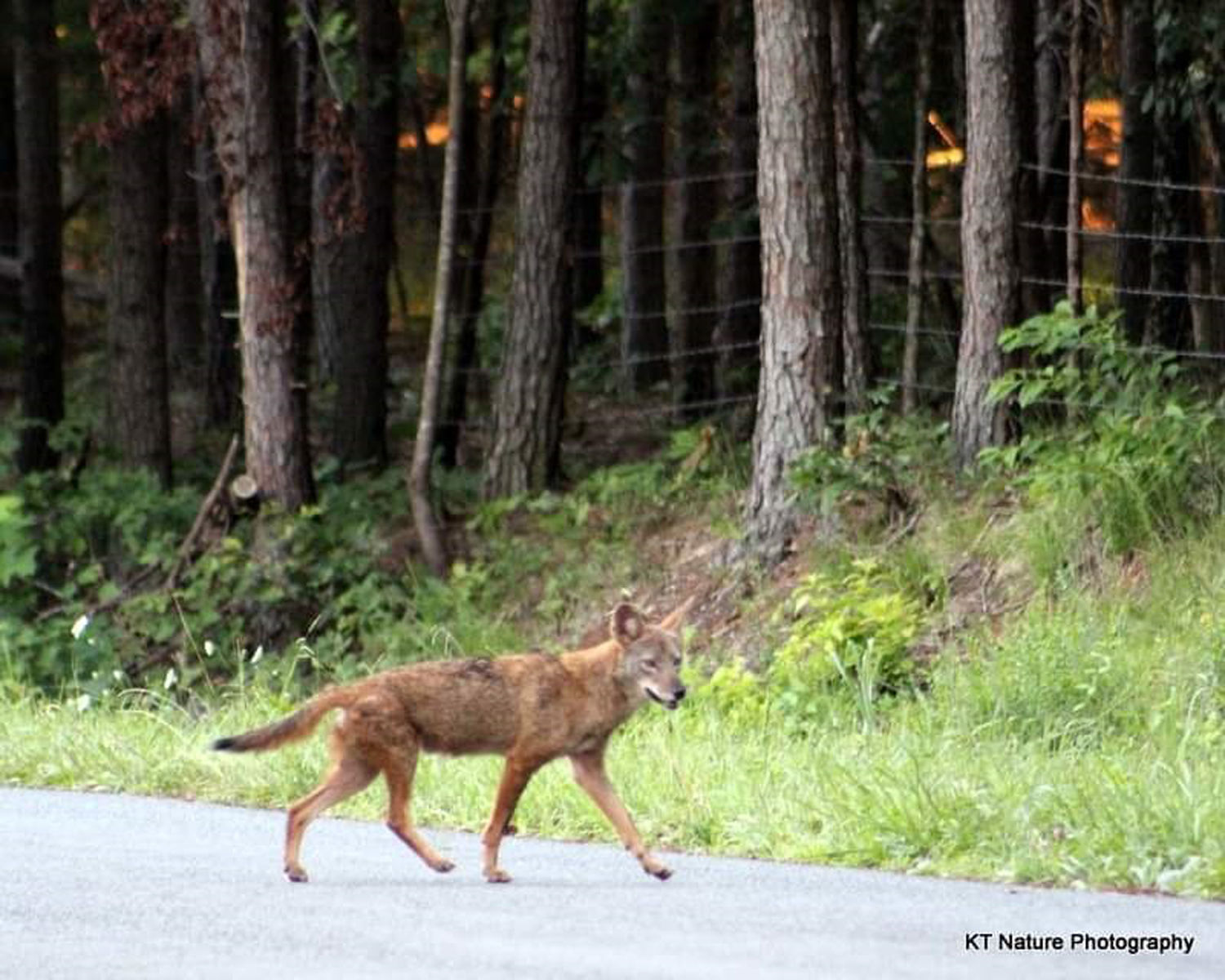 Coyote crossing